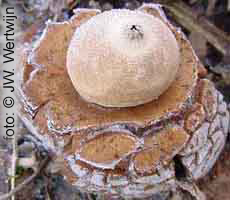 Geastrum triplex